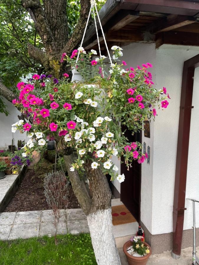 Apartments Music And Garden Apartment *